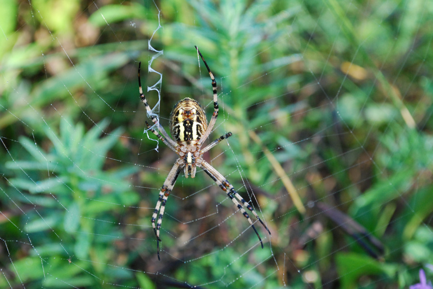 Mister Argiope bruennichi, suppongo